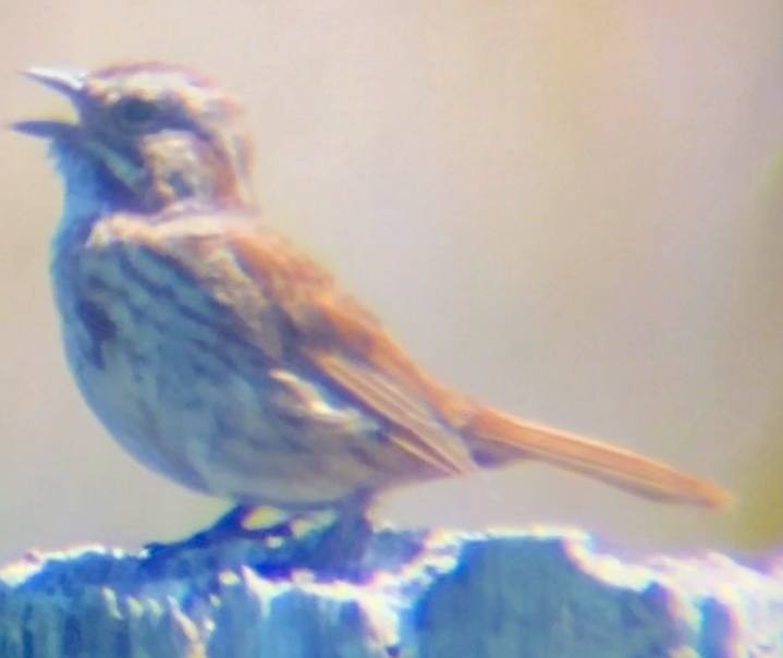 Song Sparrow - ML637560691