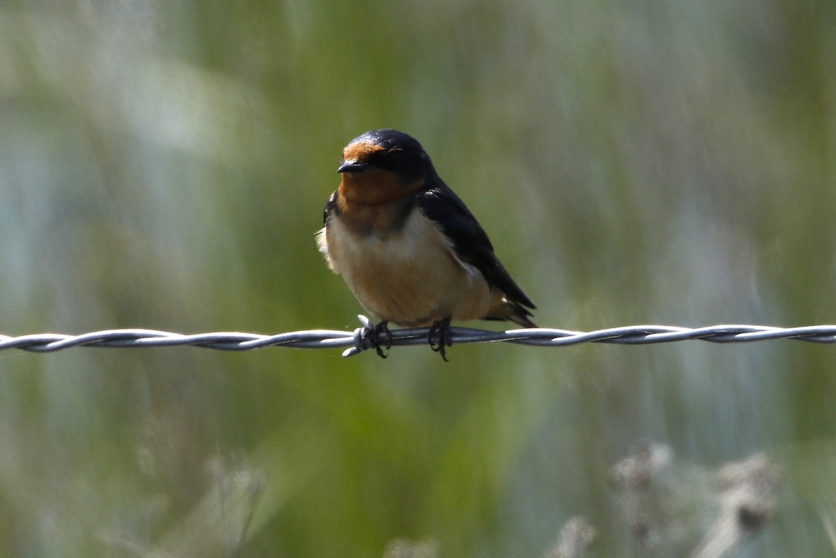 Barn Swallow (American) - ML637560700