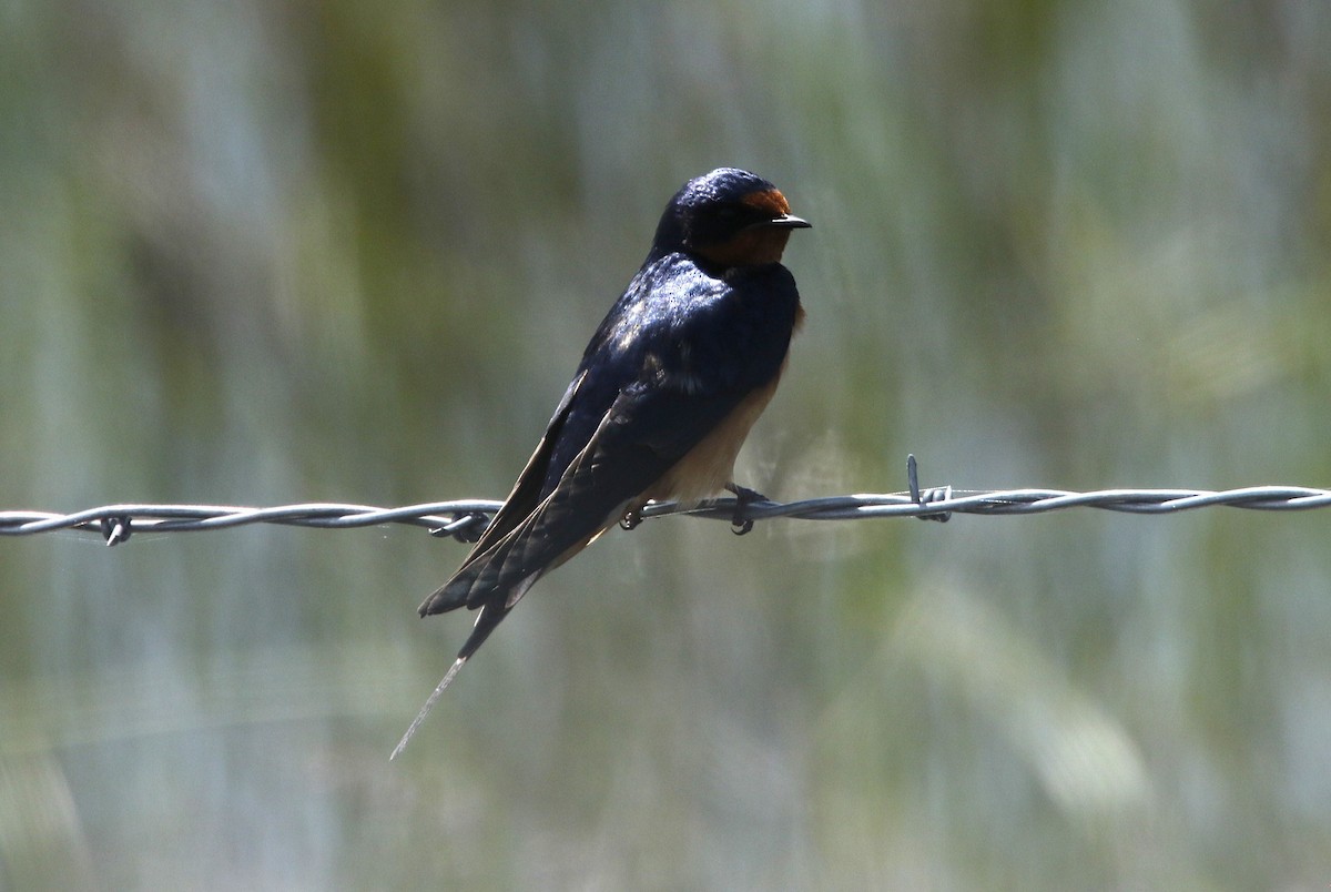Barn Swallow (American) - ML637560706