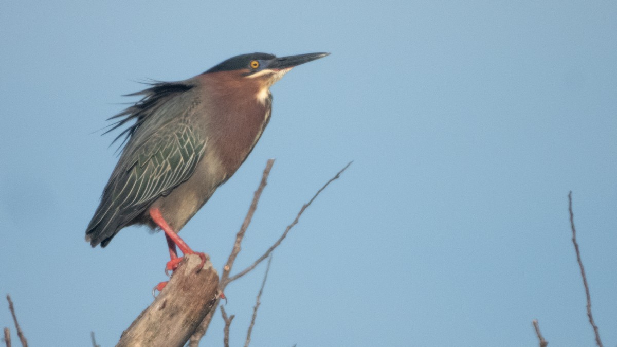 Green Heron - ML637560707