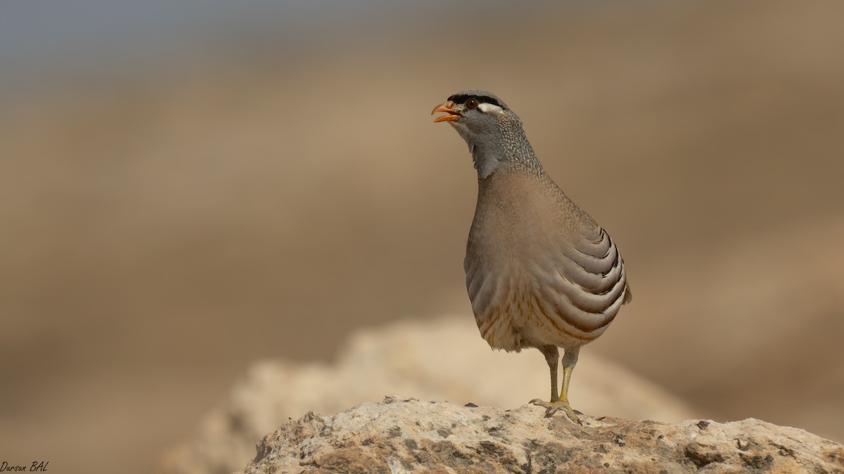 See-see Partridge - ML637560764