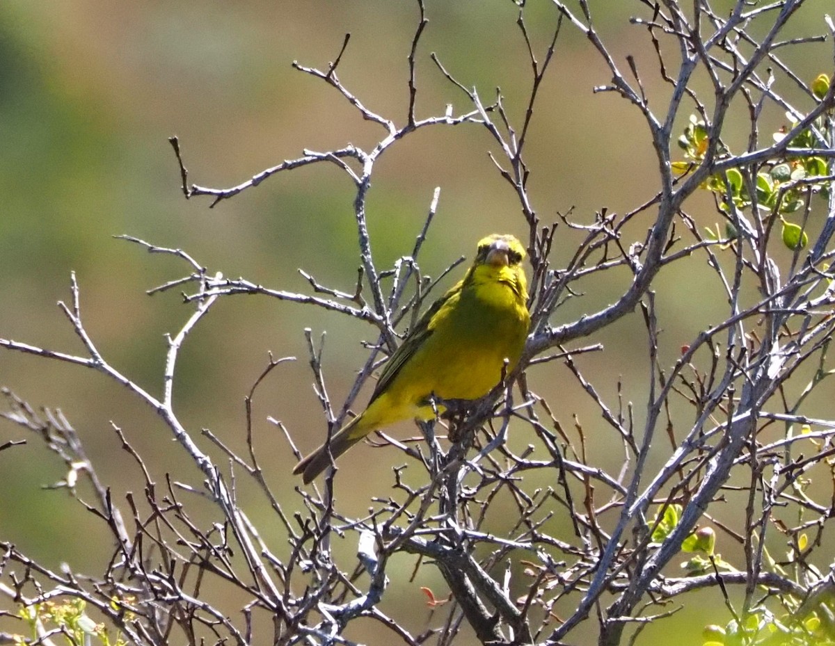 Brimstone Canary - ML637560784