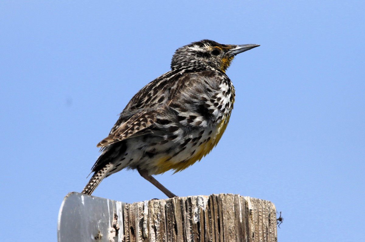 Western Meadowlark - ML637560802