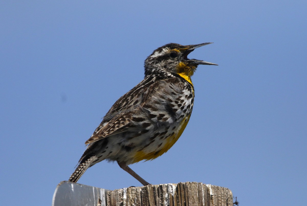 Western Meadowlark - ML637560819