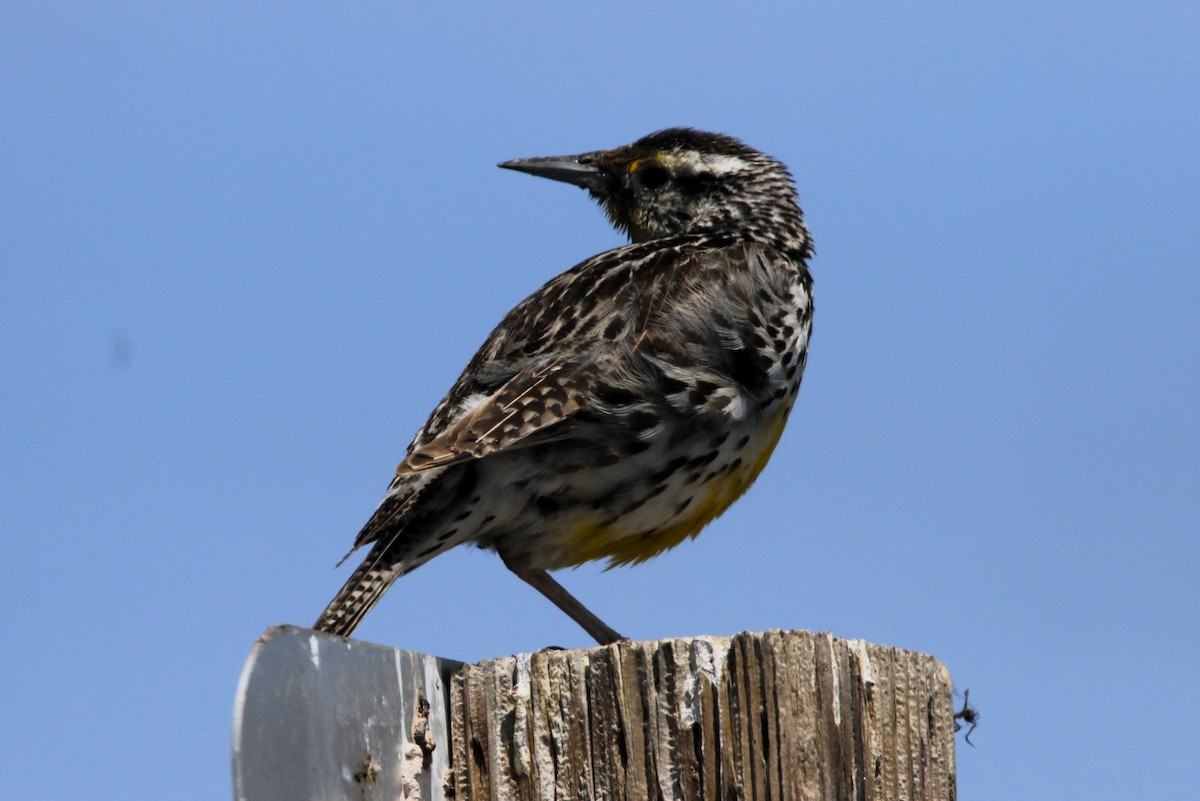 Western Meadowlark - ML637560836