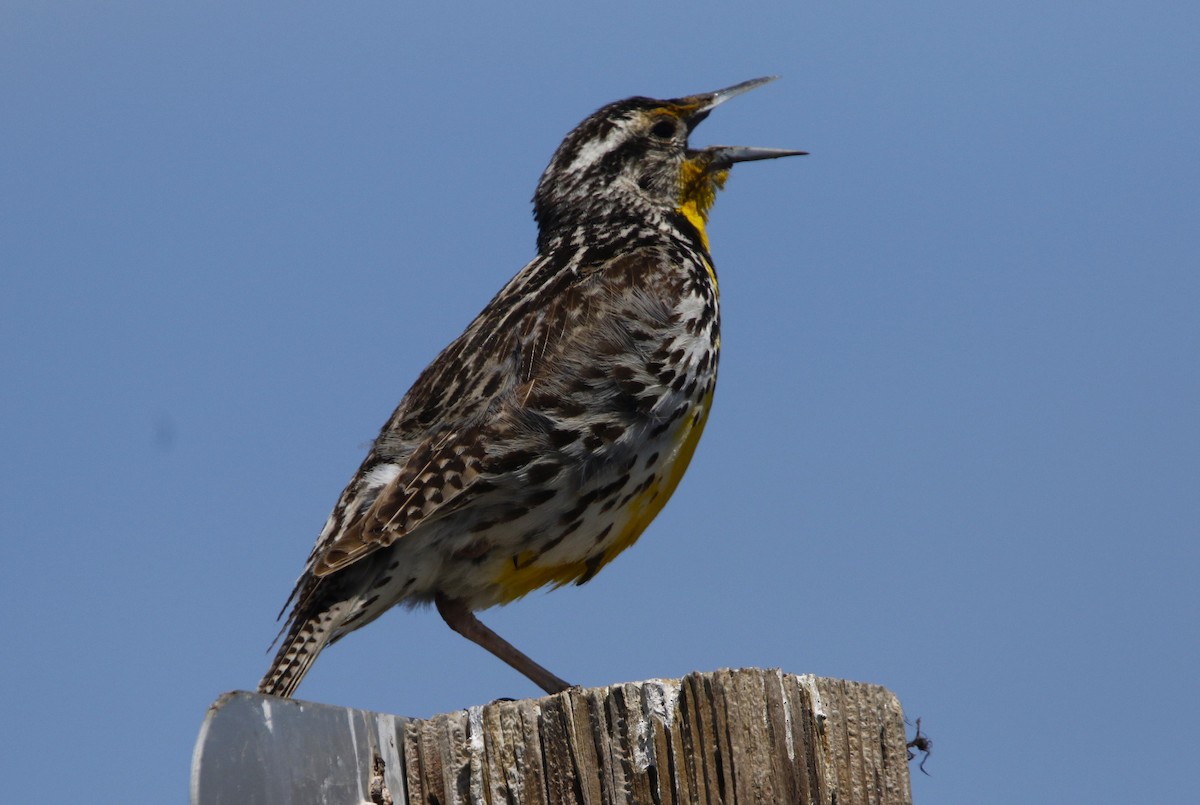 Western Meadowlark - ML637560853