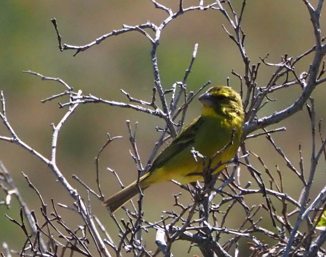 Brimstone Canary - ML637560890