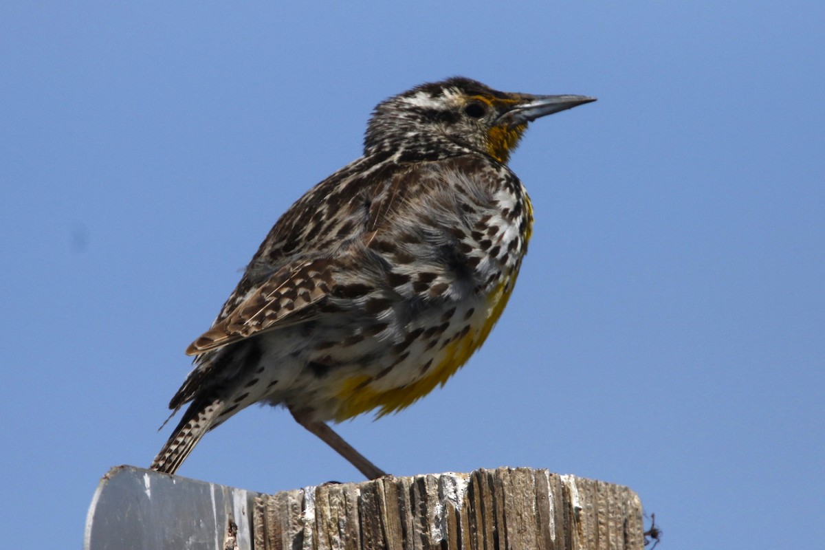 Western Meadowlark - ML637560941