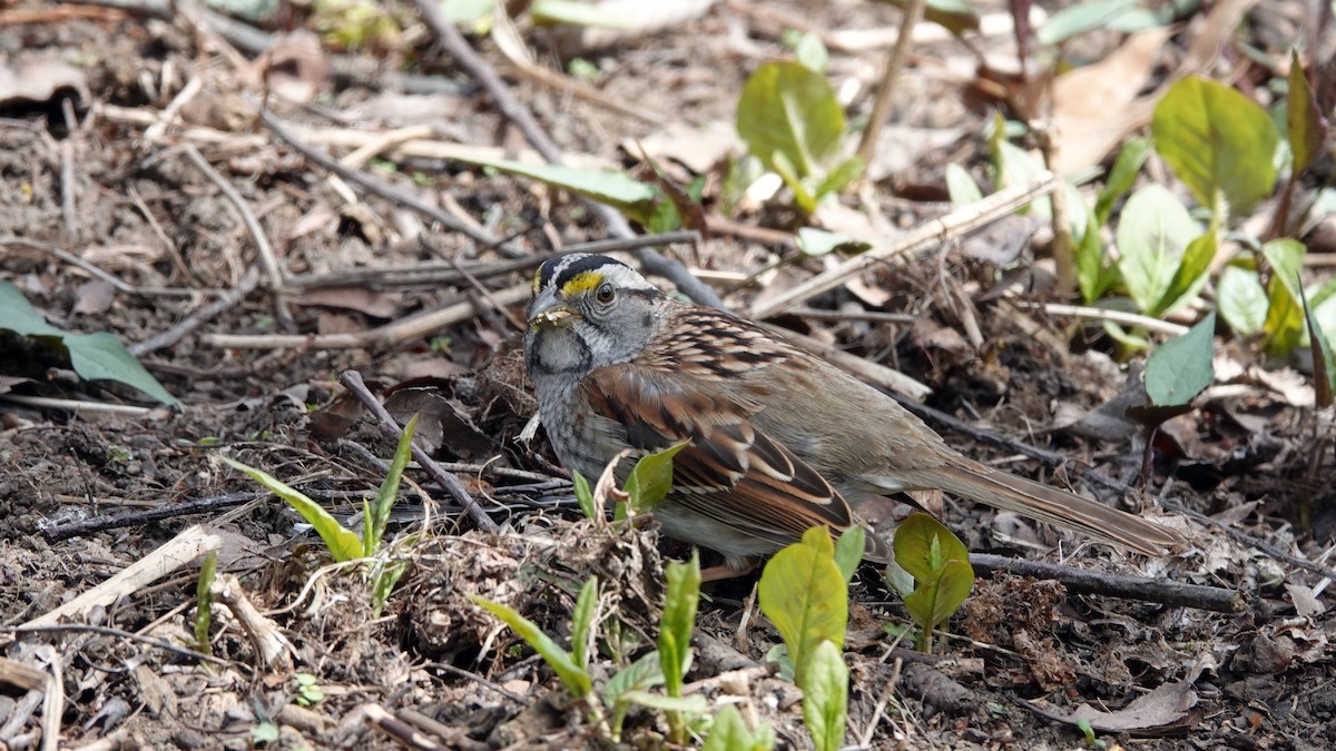 White-throated Sparrow - ML637560950