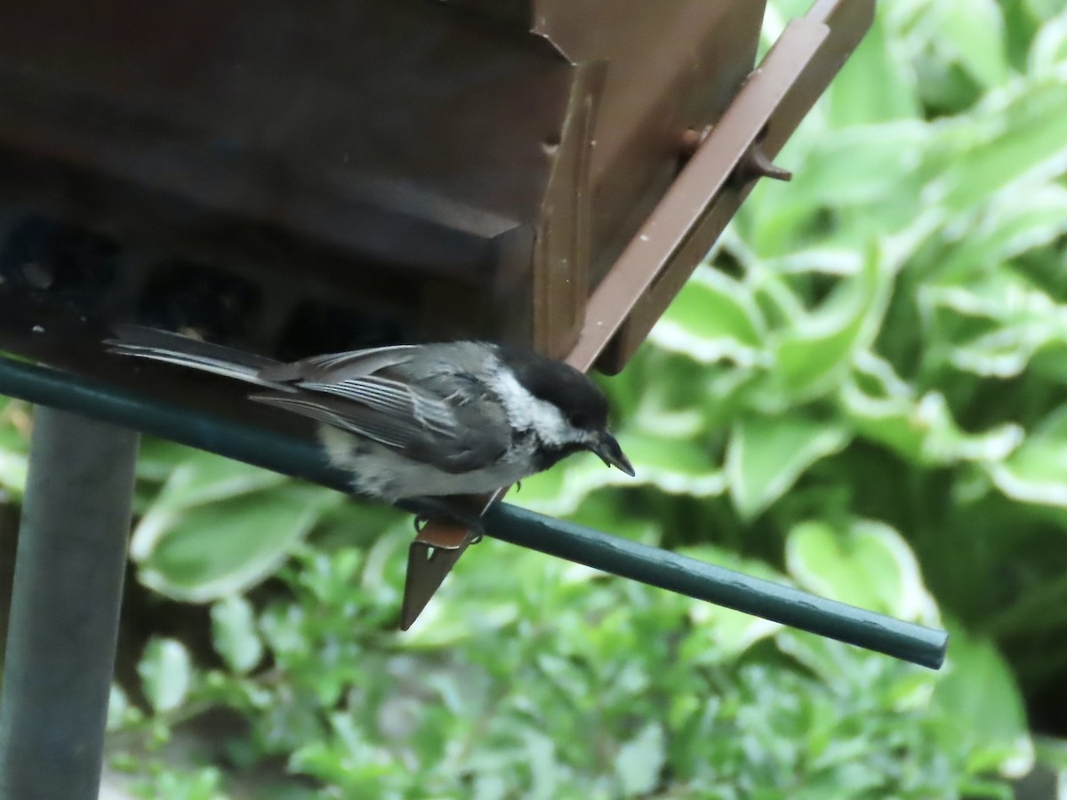Black-capped Chickadee - ML637560972