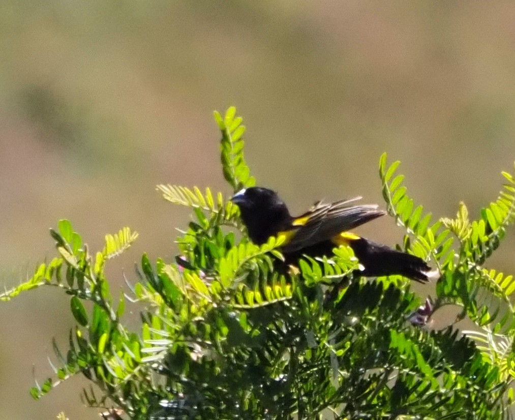 Yellow Bishop - ML637560975