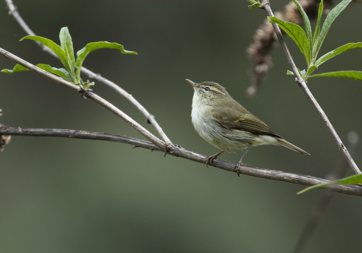 Two-barred Warbler - ML637561051