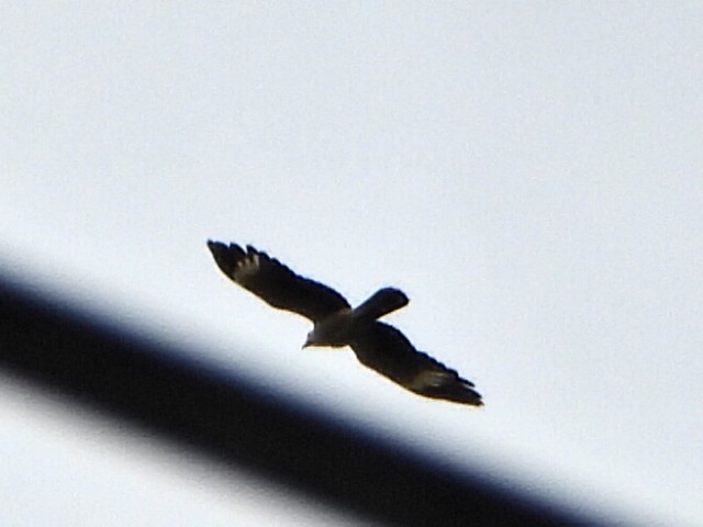 Yellow-headed Caracara - ML637561055