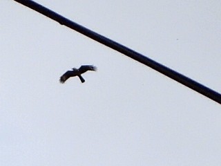 Yellow-headed Caracara - ML637561056