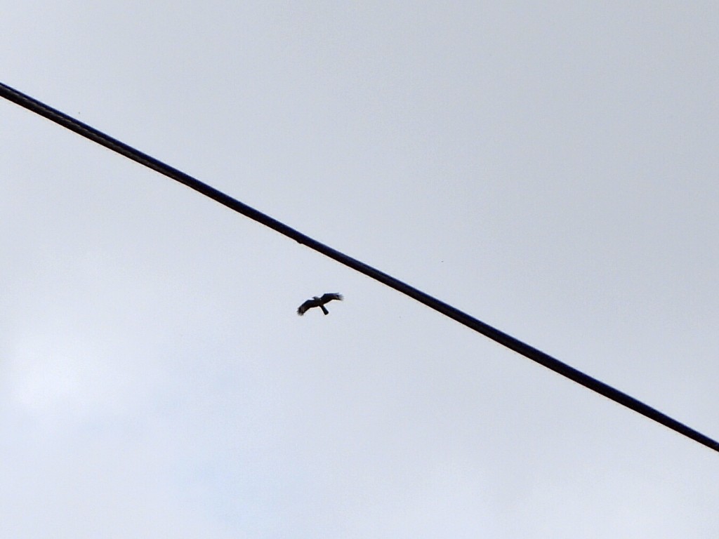 Yellow-headed Caracara - ML637561057