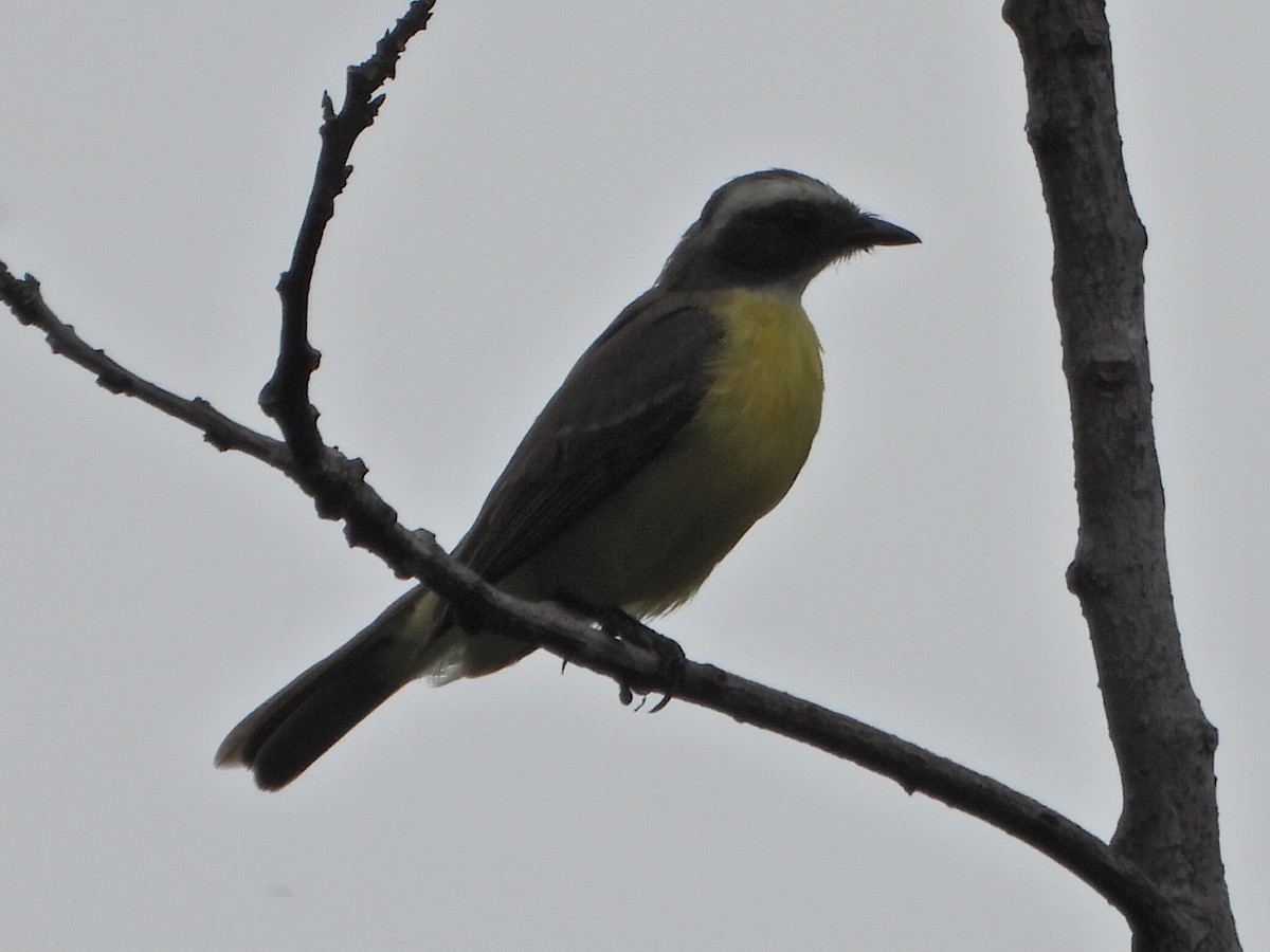 Social Flycatcher - ML637561081