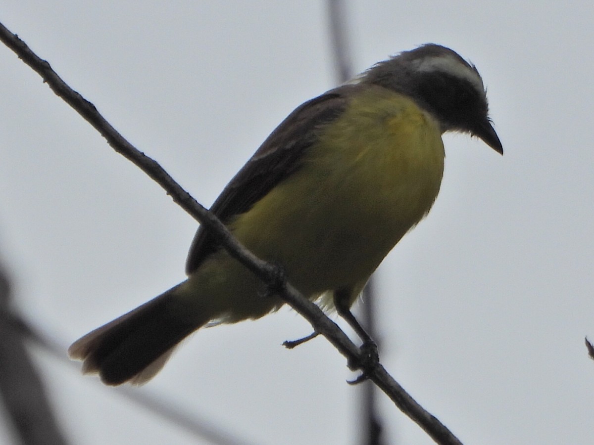 Social Flycatcher - ML637561082