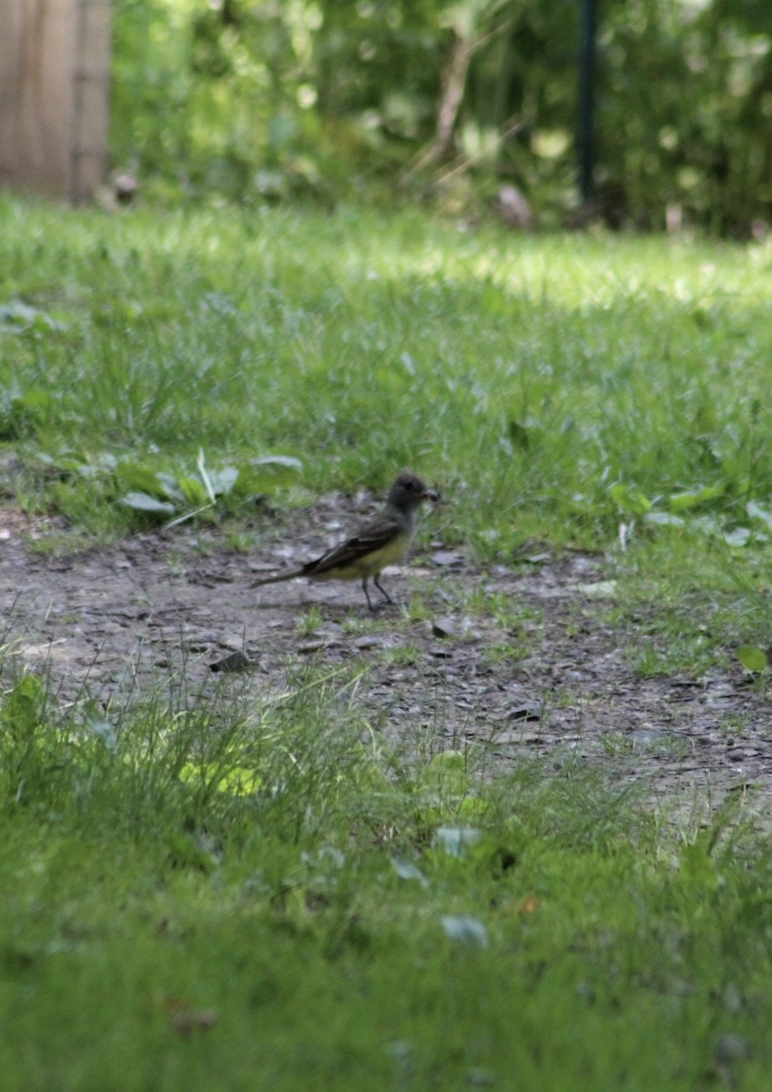 Great Crested Flycatcher - ML637561087