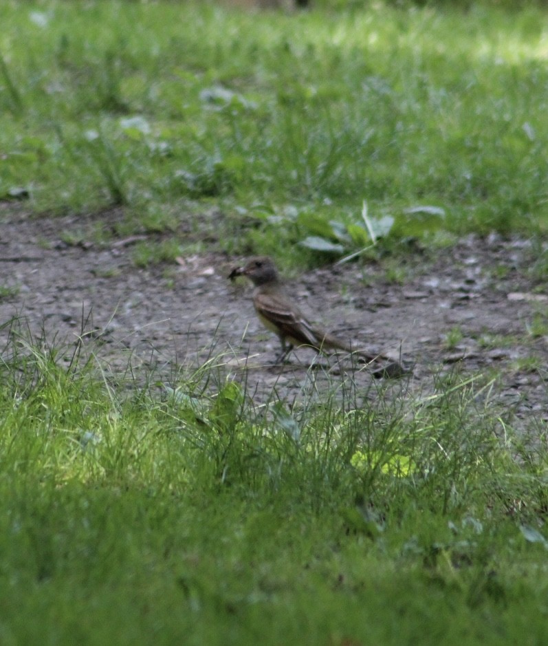 Great Crested Flycatcher - ML637561088