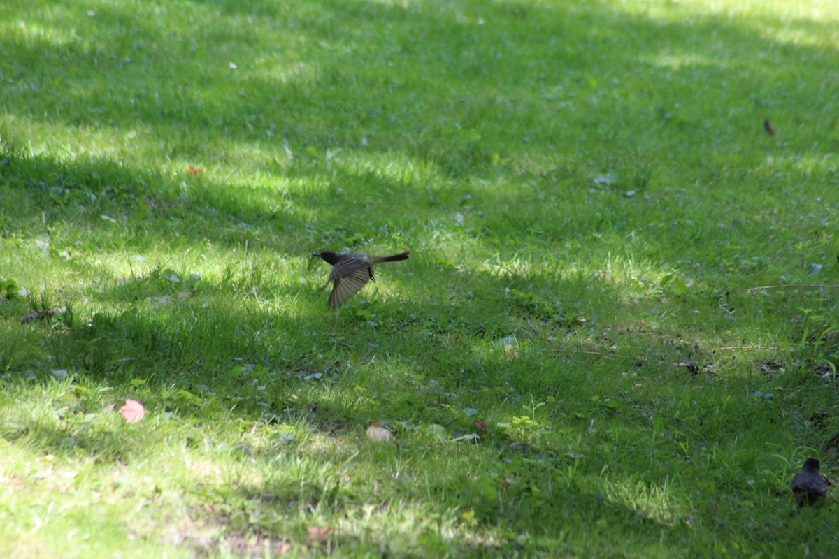Great Crested Flycatcher - ML637561089