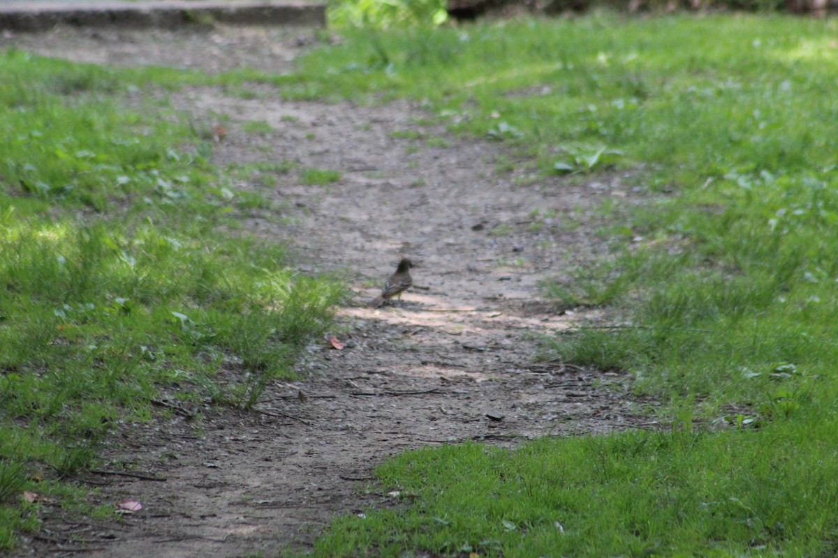 Great Crested Flycatcher - ML637561090