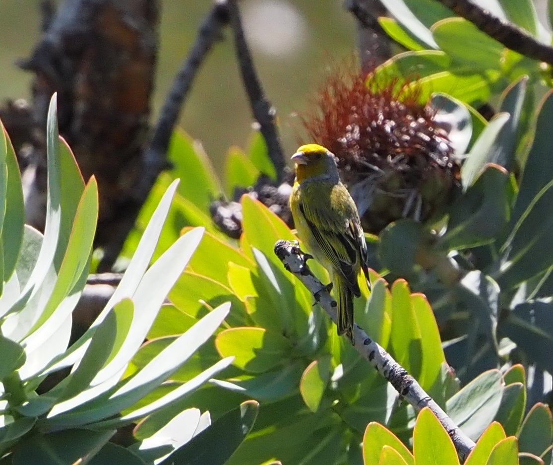 Cape Canary - ML637561091