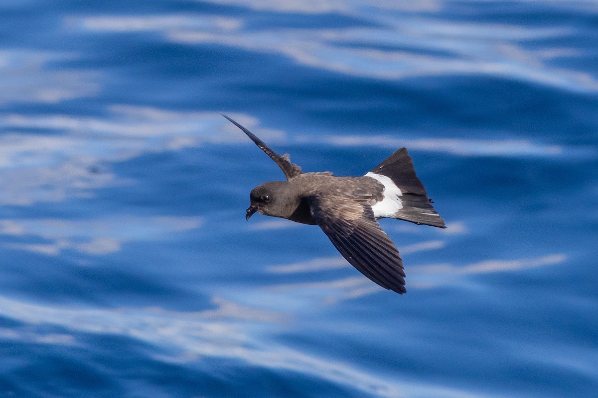 Wilson's Storm-Petrel - ML637561097