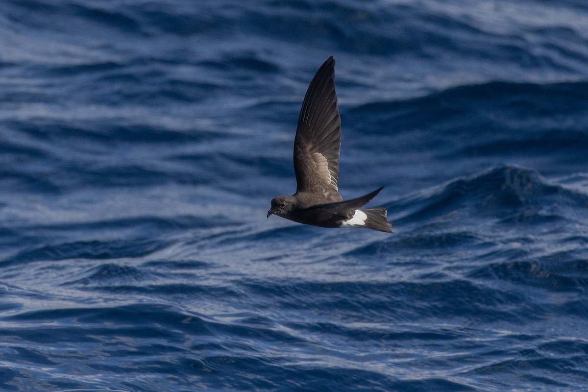 Wilson's Storm-Petrel - ML637561104