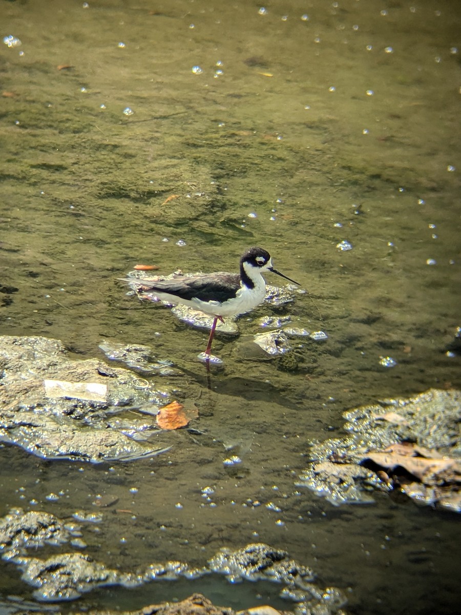Black-necked Stilt - ML637561108
