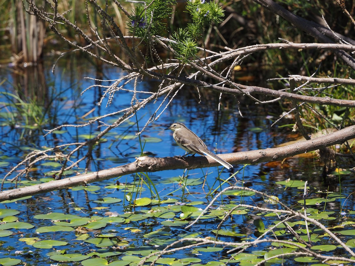 Cape Wagtail - ML637561112