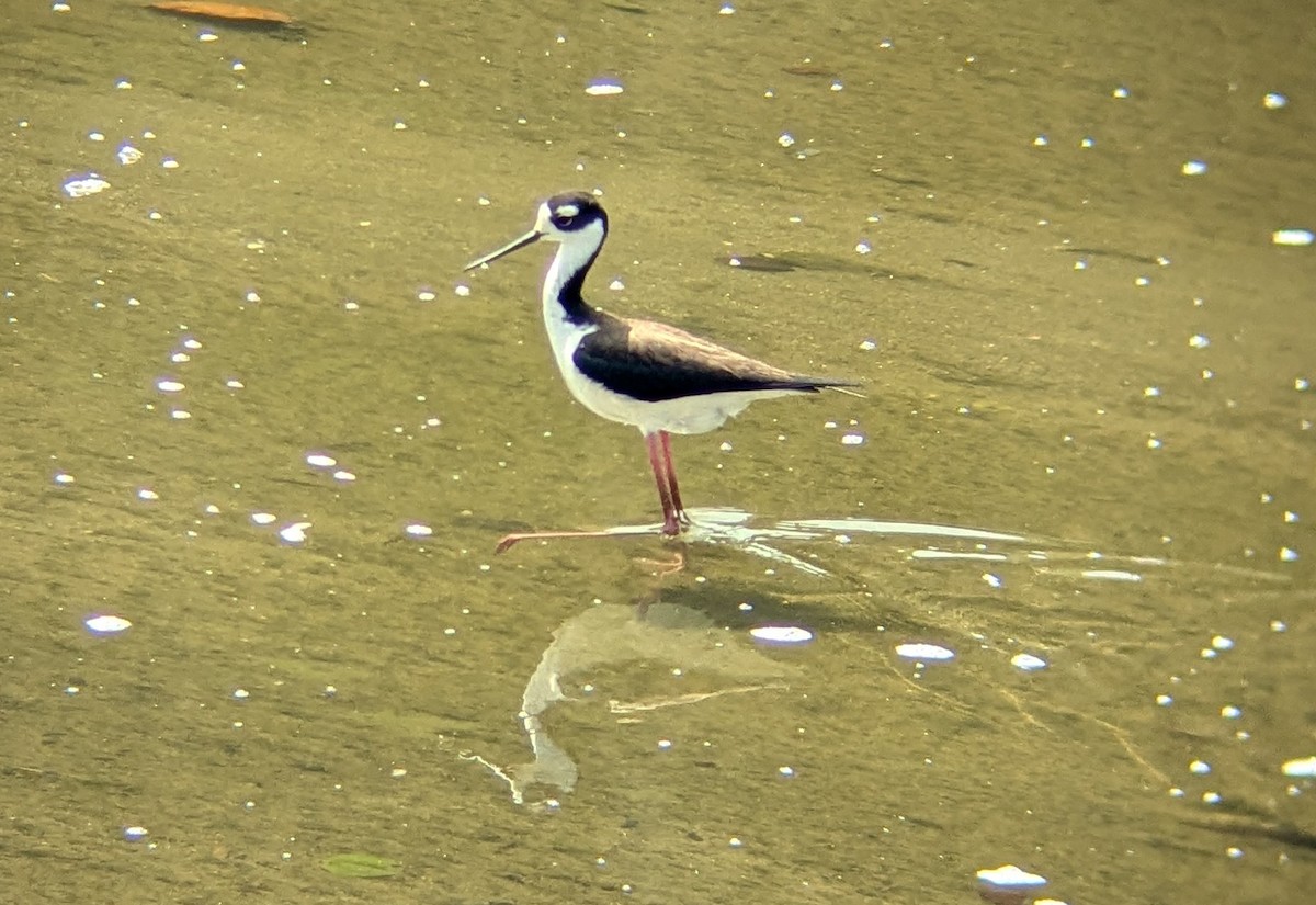 Black-necked Stilt - ML637561115