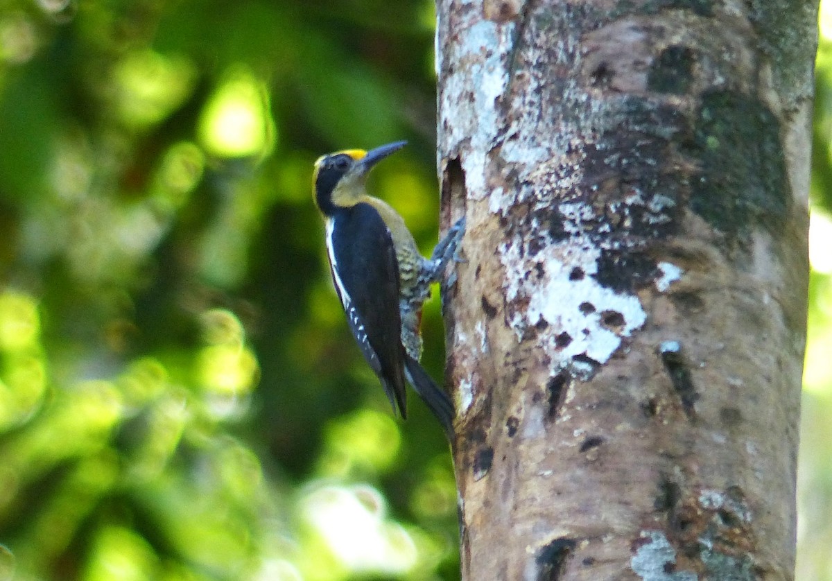 Golden-naped Woodpecker - ML637561139