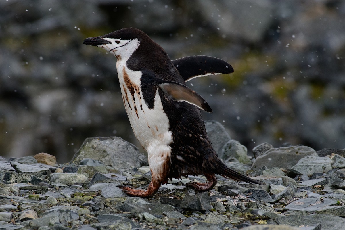 Chinstrap Penguin - ML637561147