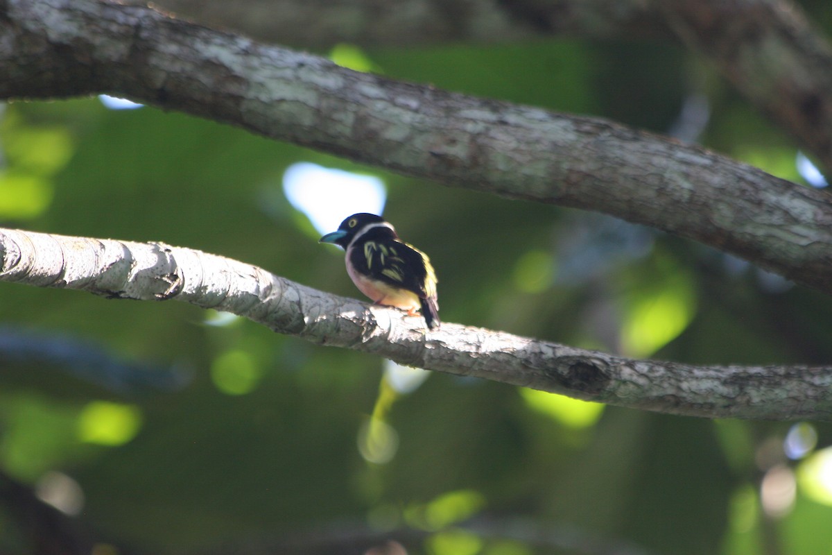 Black-and-yellow Broadbill - ML637561174