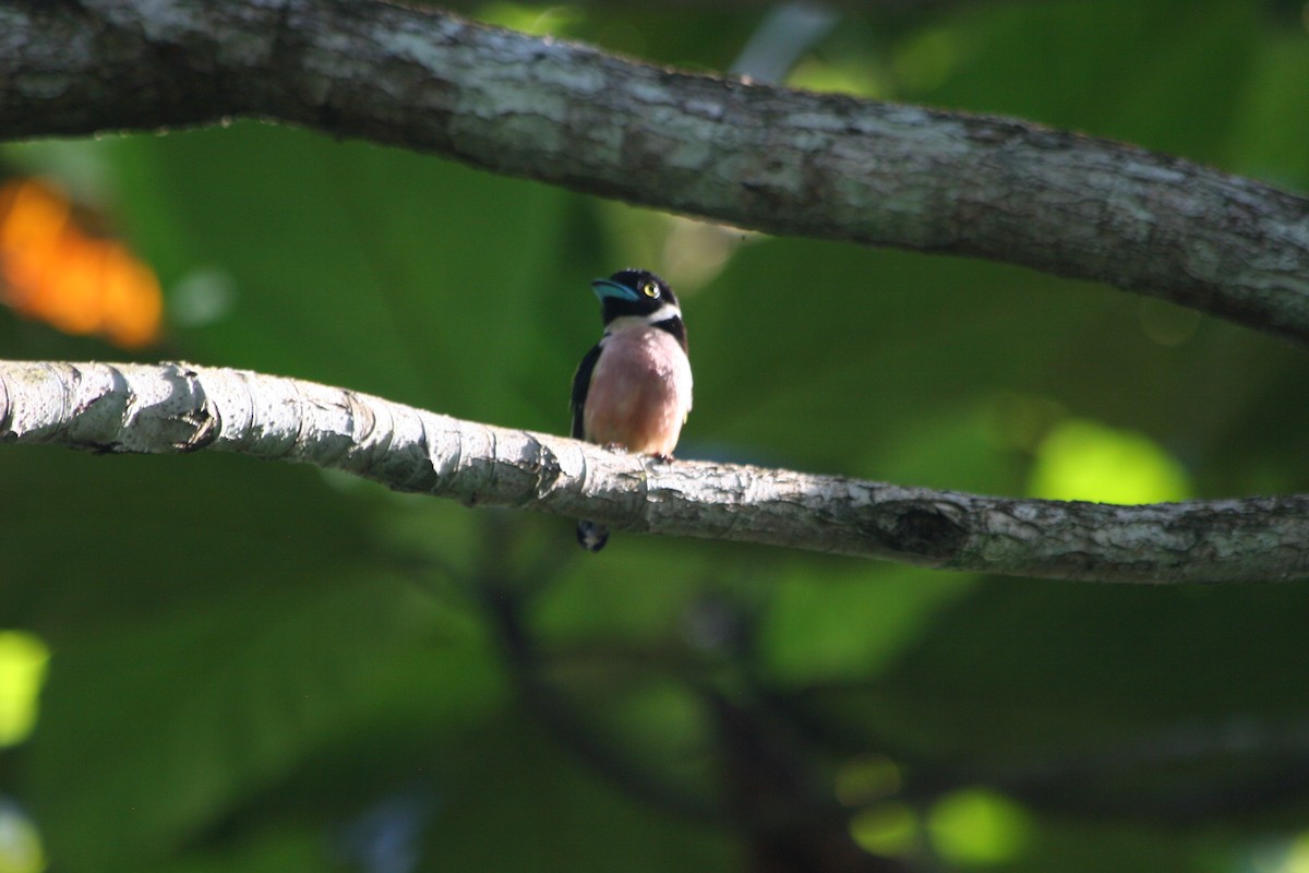 Black-and-yellow Broadbill - ML637561175