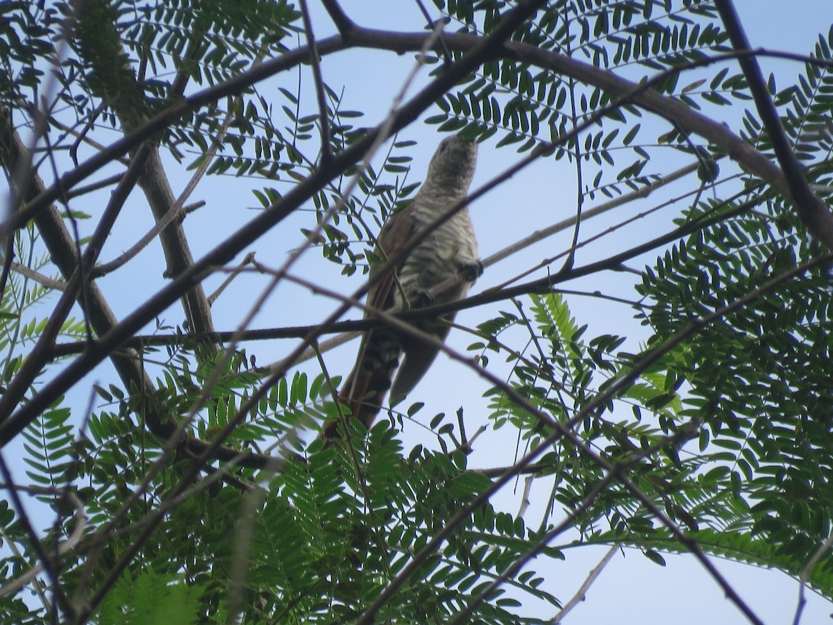 Violet Cuckoo - ML637561275
