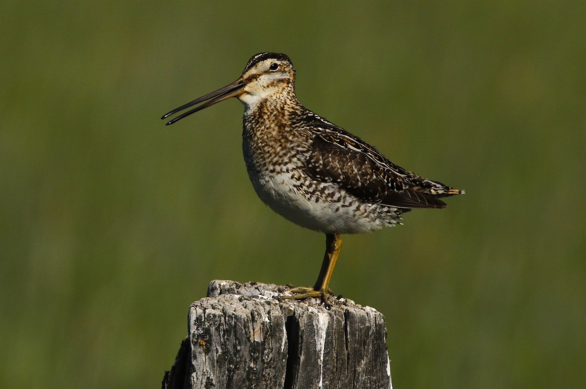 Wilson's Snipe - ML637561276