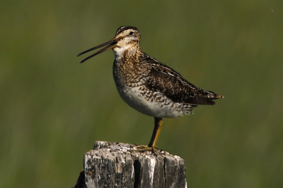 Wilson's Snipe - ML637561291