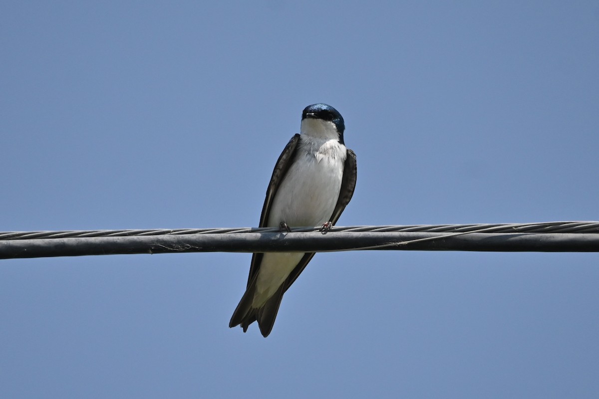 Tree Swallow - ML637561301