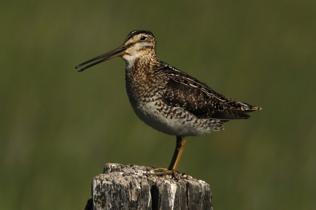 Wilson's Snipe - ML637561302