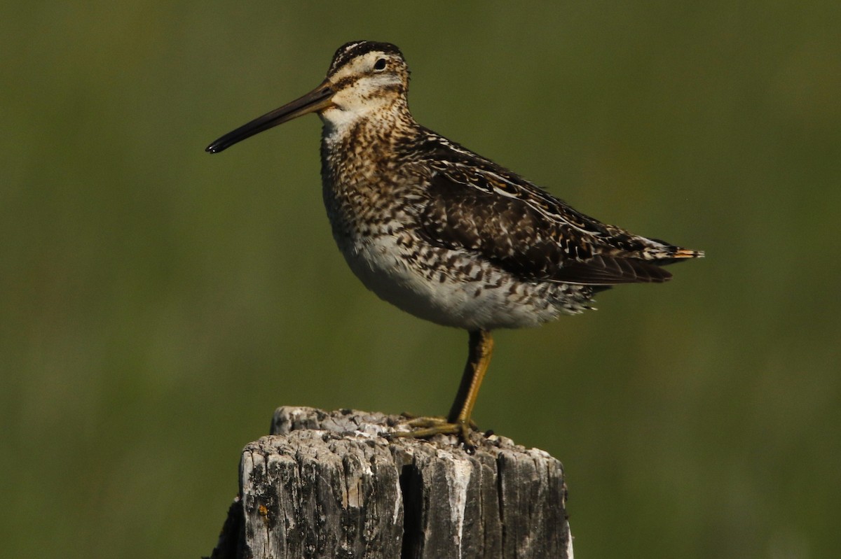Wilson's Snipe - ML637561309
