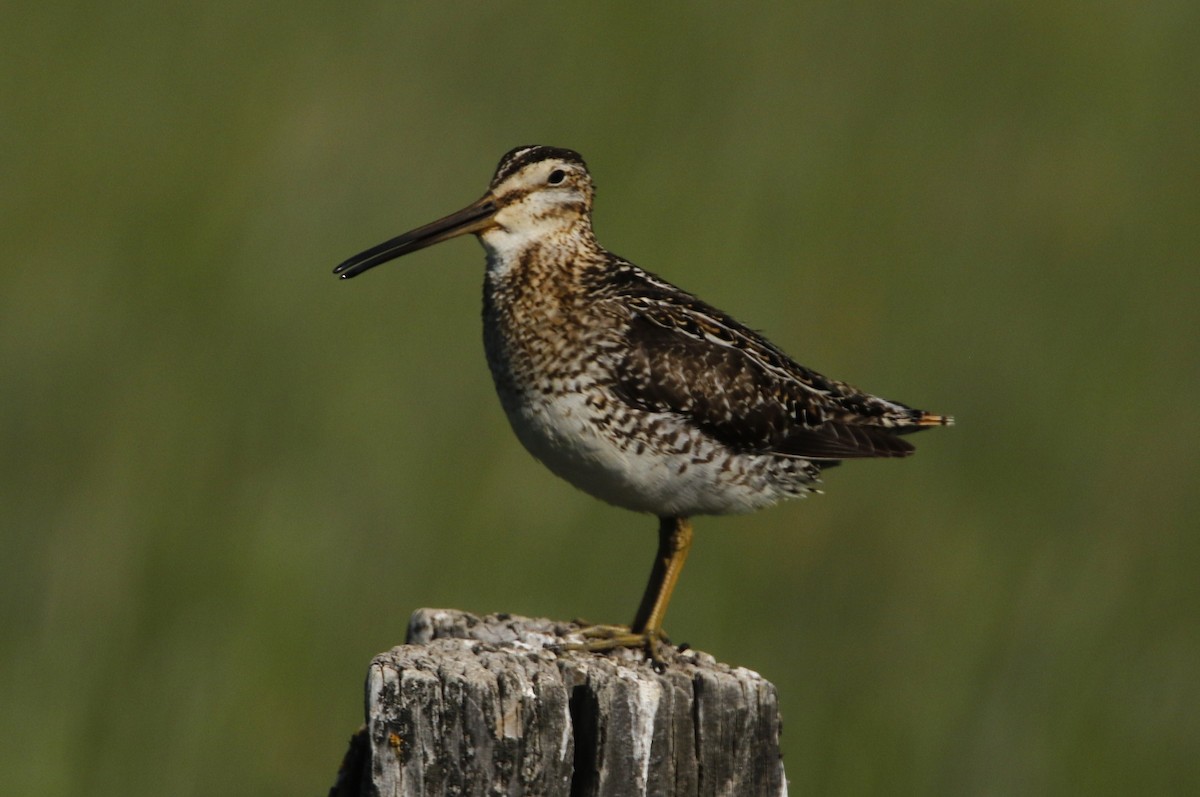 Wilson's Snipe - ML637561318