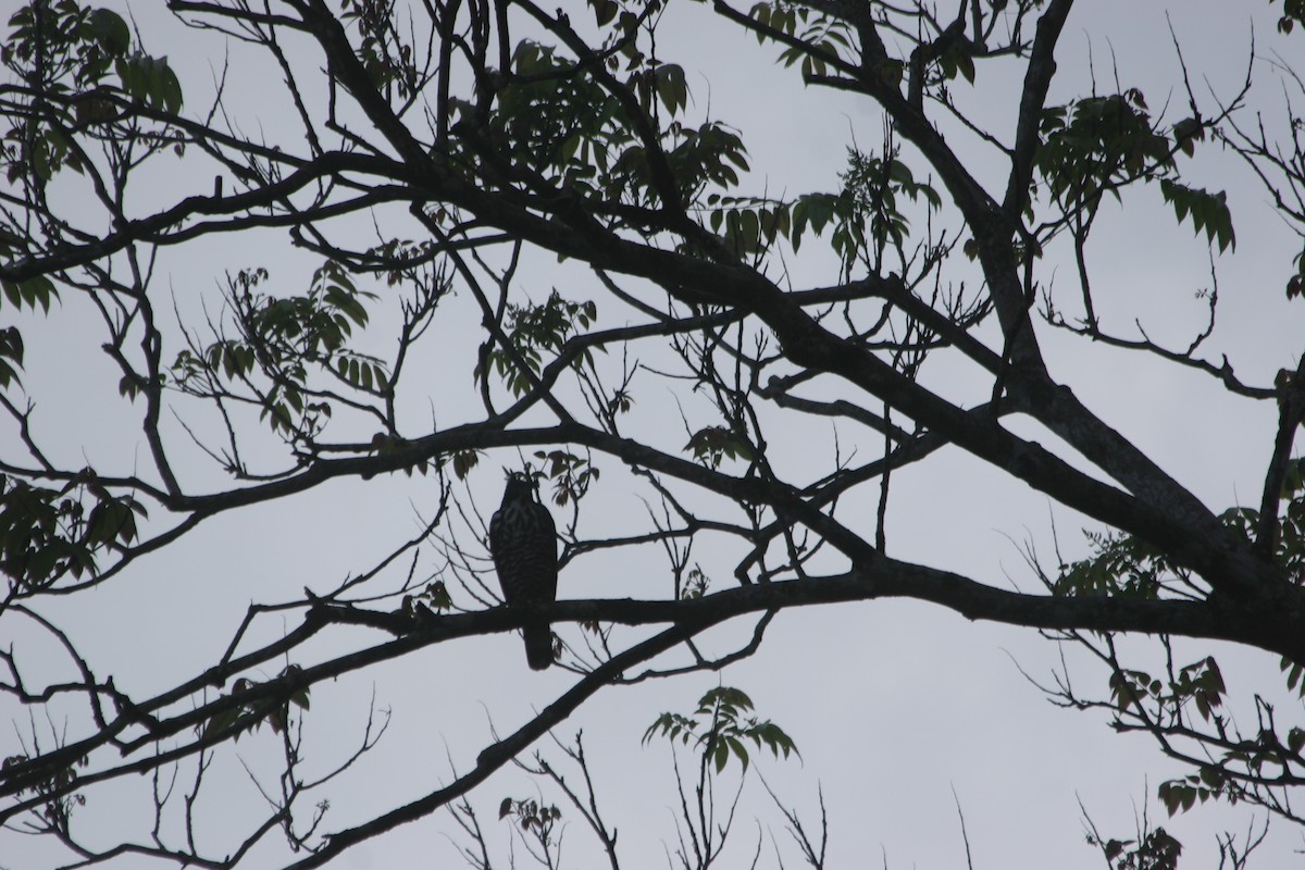 Blyth's Hawk-Eagle - ML637561331