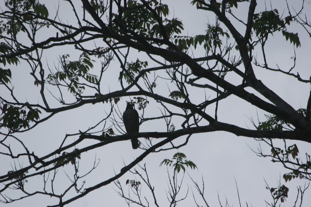 Blyth's Hawk-Eagle - ML637561332