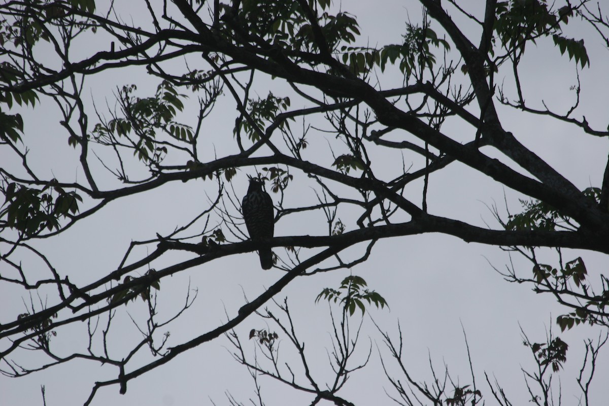 Blyth's Hawk-Eagle - ML637561333