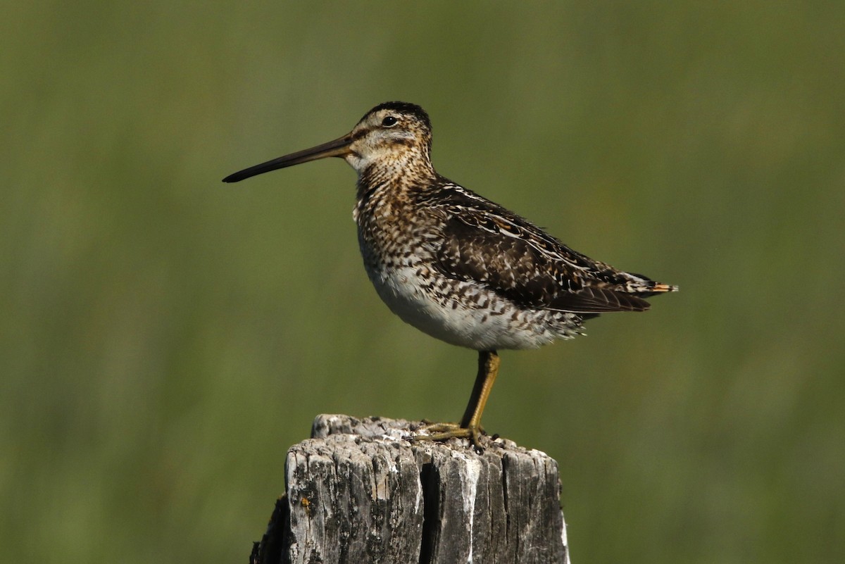 Wilson's Snipe - ML637561338