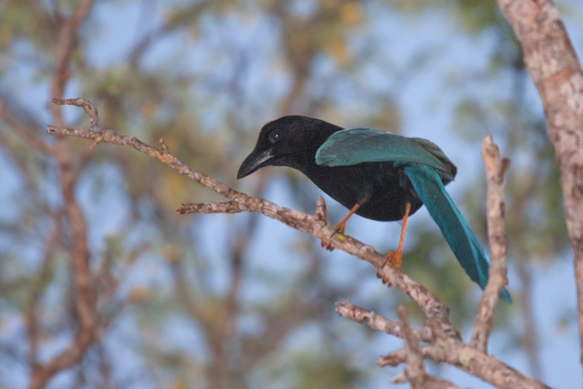 Yucatan Jay - ML637561345