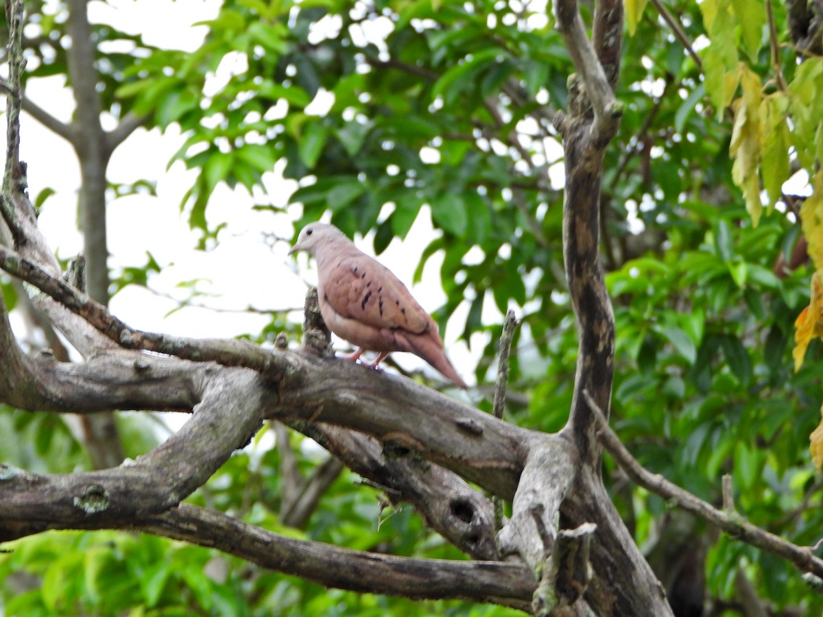 Ruddy Ground Dove - ML637561356
