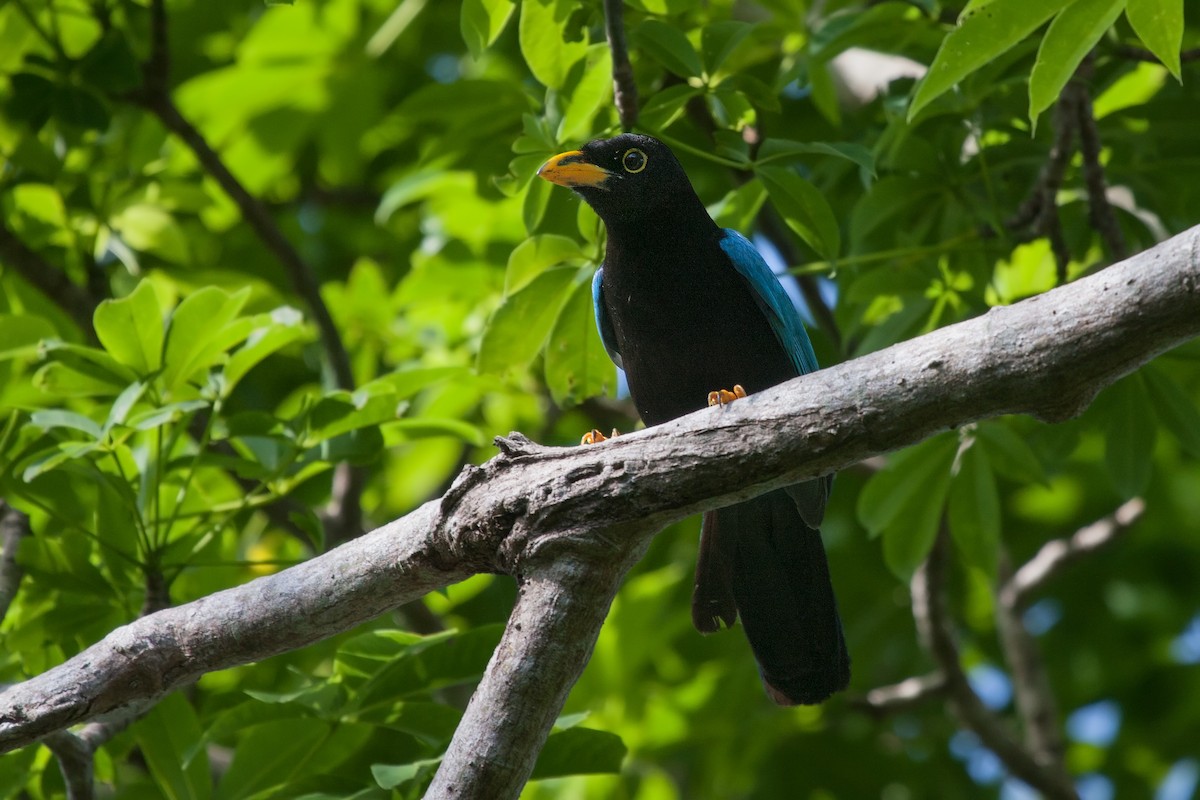 Yucatan Jay - ML637561362