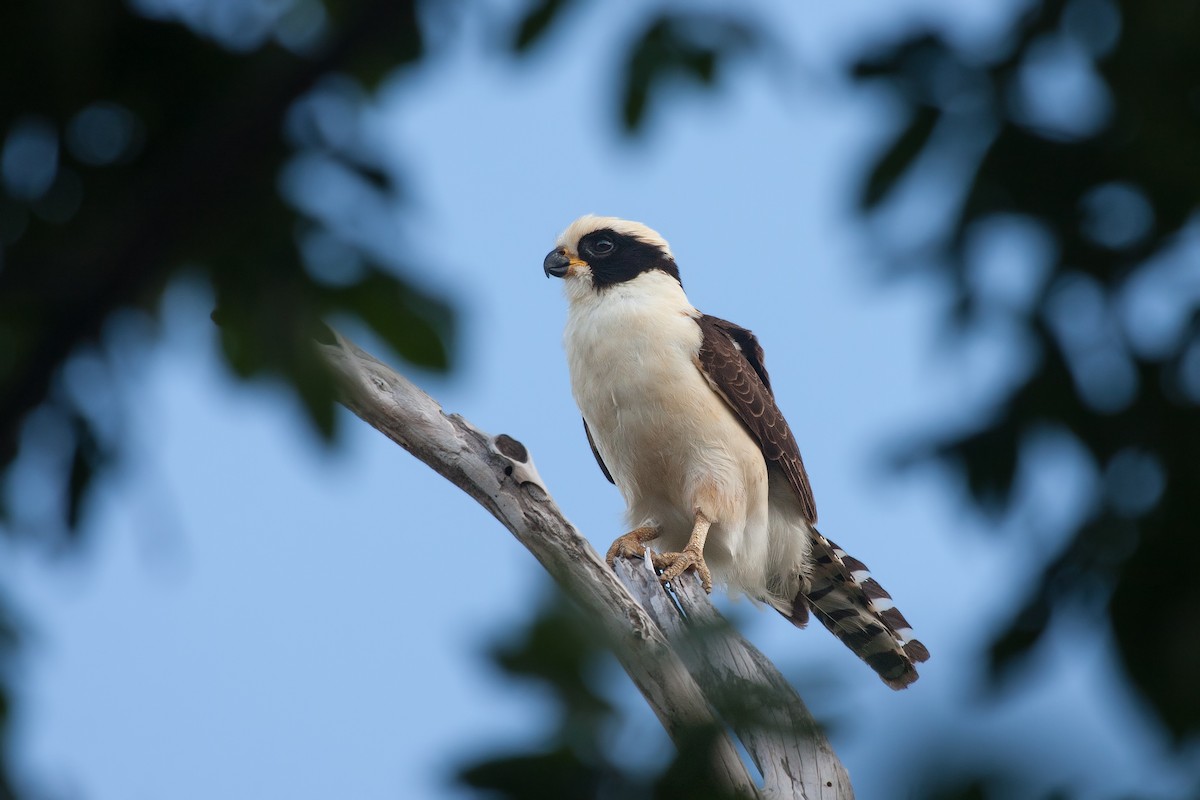 Laughing Falcon - ML637561367